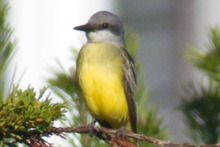Tropical Kingbird
